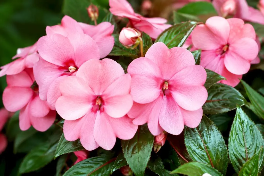 Impatiens hawkeri