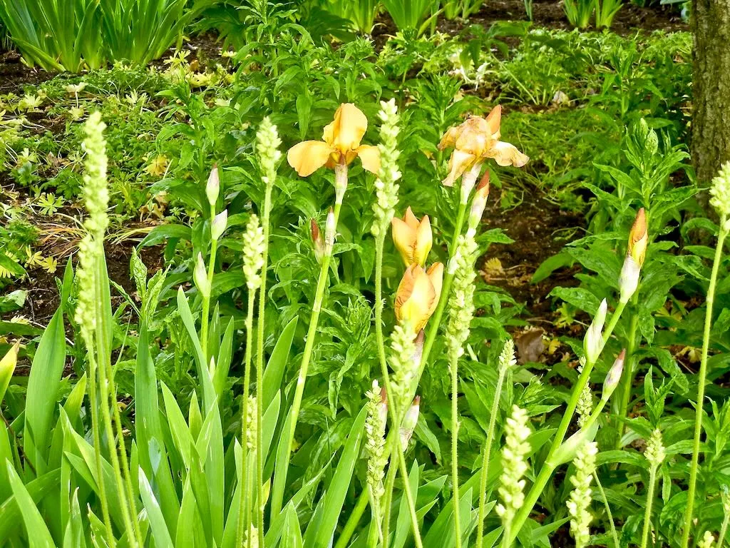 Iris'Sangreal' (Holy Grail)