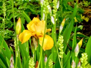 Iris 'Sangreal' (Holy Grail)