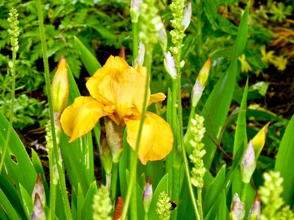 Iris 'Sangreal' (Holy Grail)