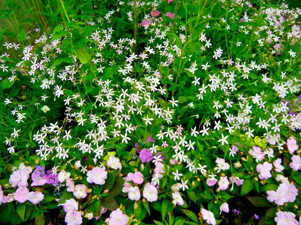 Isotoma axillaris'Pink Star'