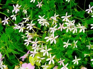 Isotoma axillaris 'Pink Star'
