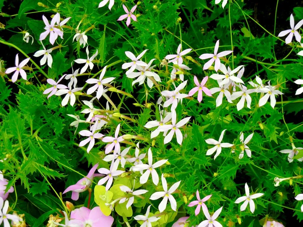 Isotoma axillaris 'Pink Star'