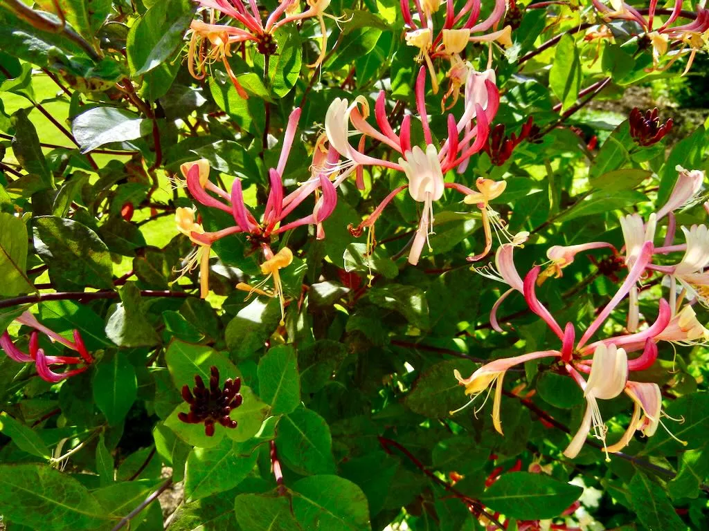 Lonicera etrusca 'Donald Waterer'