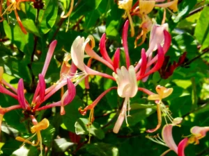 Lonicera etrusca 'Donald Waterer'