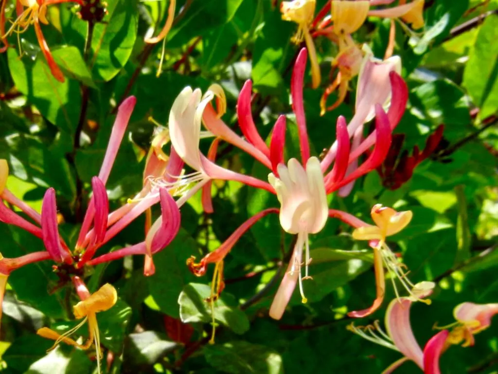 Lonicera etrusca Donald Waterer - Online Flower Garden Lonicera etrusca 'Donald Waterer'
