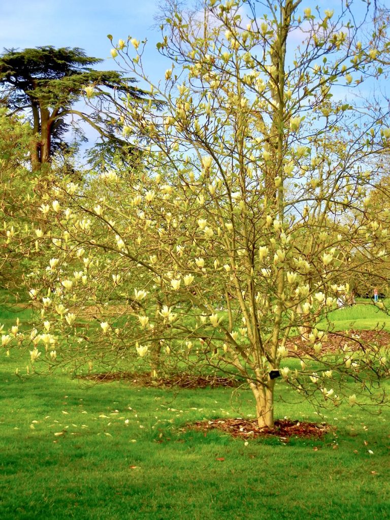 Magnolia'Yellow Lantern'