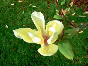 Magnolia 'Yellow Lantern'