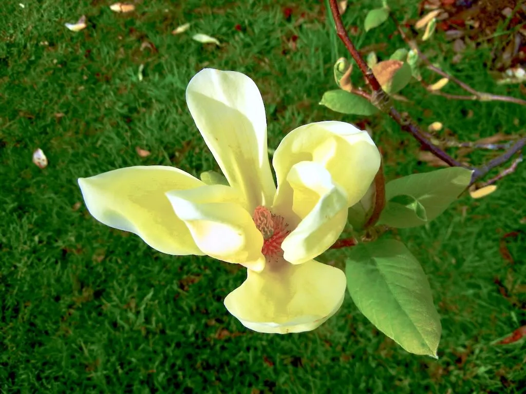 Magnolia 'Yellow Lantern'