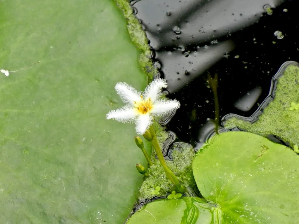 Nymphoides indica