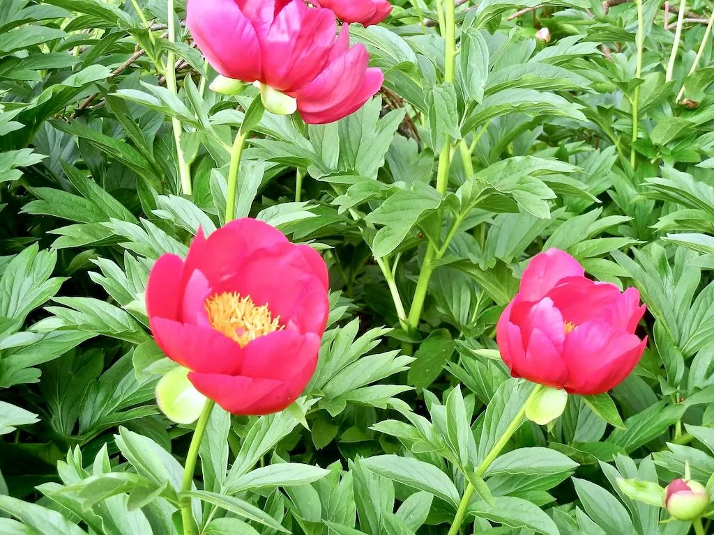 Paeonia Scarlet OHara-1 - Online Flower Garden Paeonia'Scarlet O'Hara'