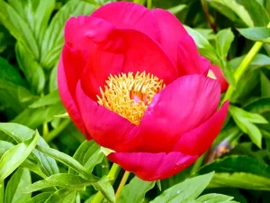Paeonia 'Scarlet O'Hara'