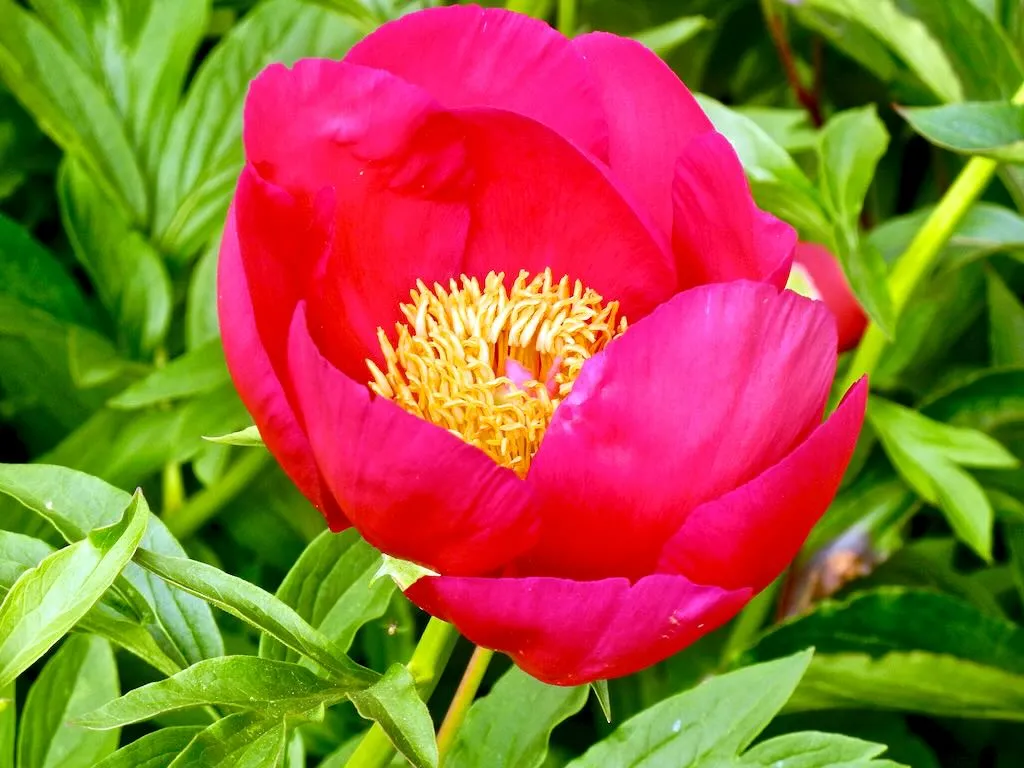 Paeonia Scarlet OHara - Online Flower Garden Paeonia 'Scarlet O'Hara'