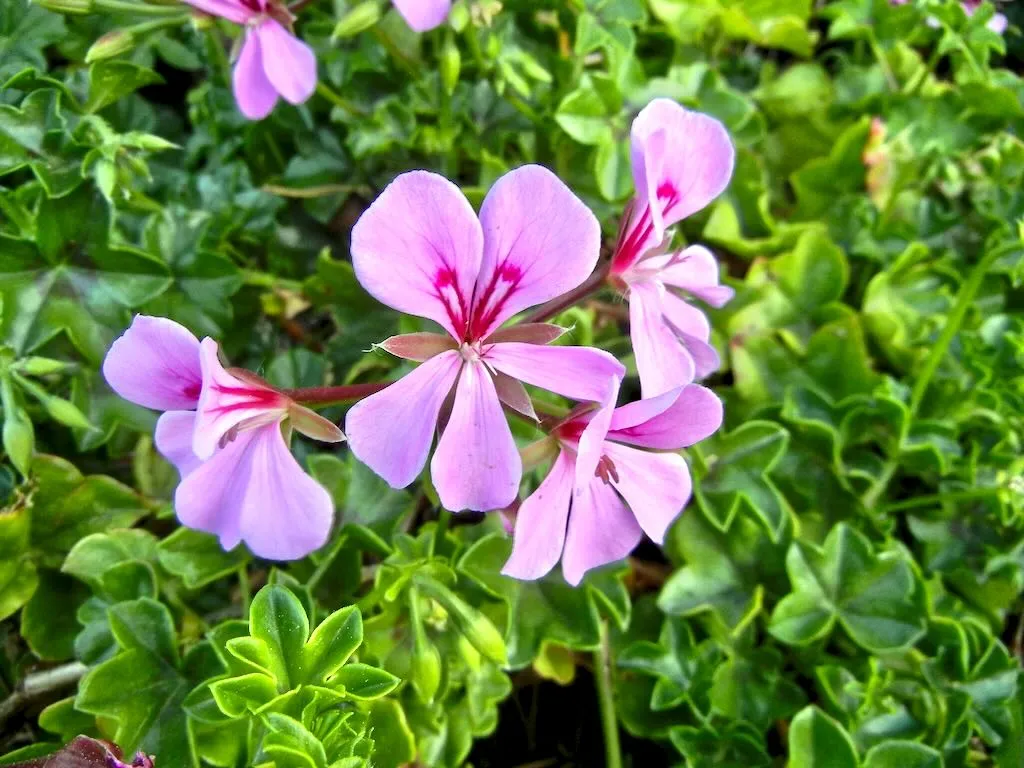 Pelargonium peltatum-1 - Online Flower Garden Pelargonium peltatum