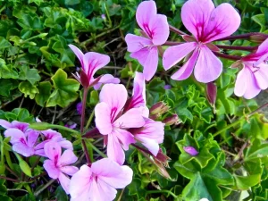 Pelargonium peltatum