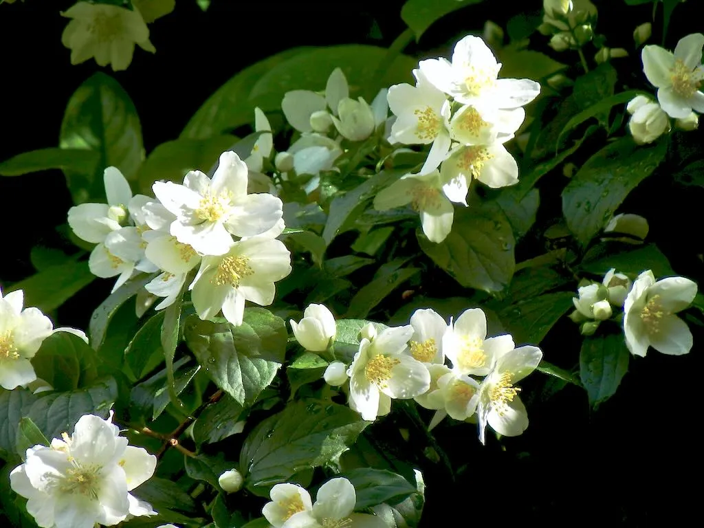 Philadelphus coronarius or Mock Orange