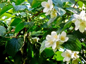 Philadelphus coronarius or Mock Orange