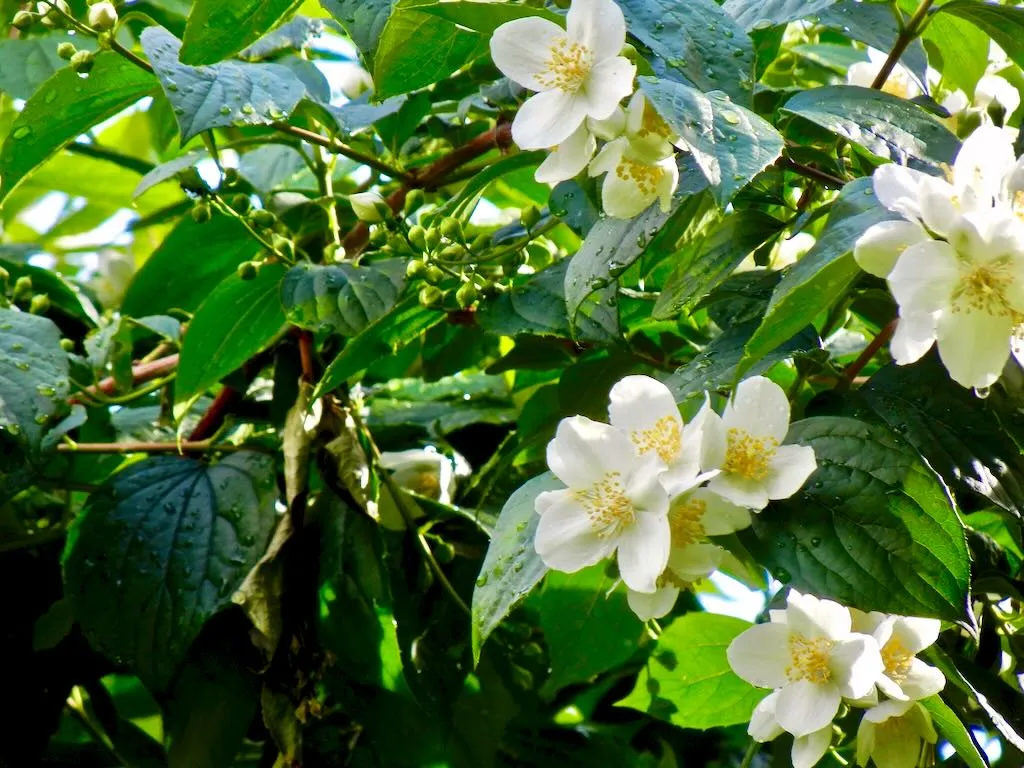 Philadelphus coronarius or Mock Orange