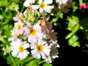 Primula malacoides
