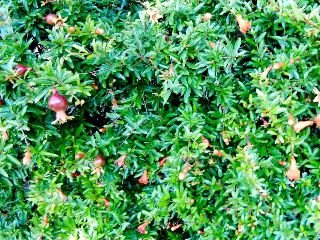 Punica granatum var nana-1 - Online Flower Garden Punica granatum var. nana