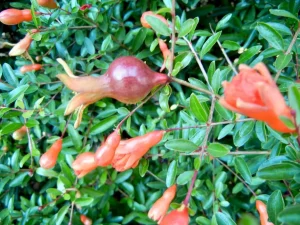 Punica granatum var. nana