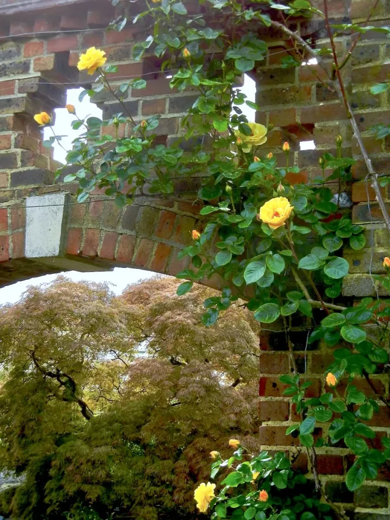 Rosa Dreaming Spires-1 - Online Flower Garden Rosa'Dreaming Spires'