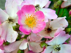 Rosa rubiginosa or Sweet Briar