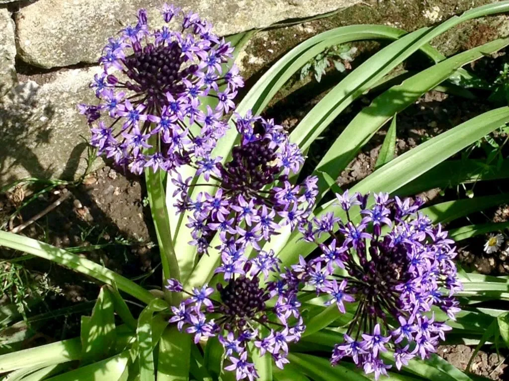 Scilla peruviana