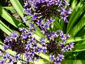Scilla peruviana