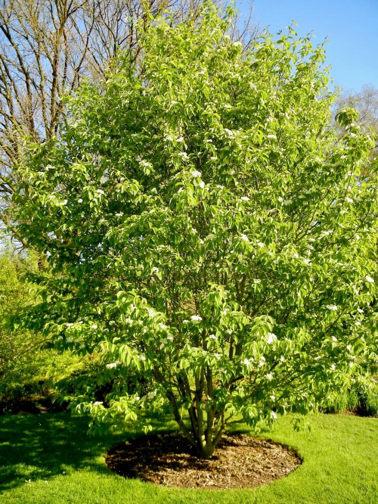Sorbus aronioides
