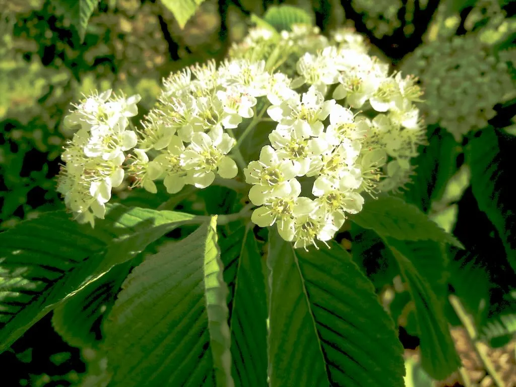 Sorbus aronioides