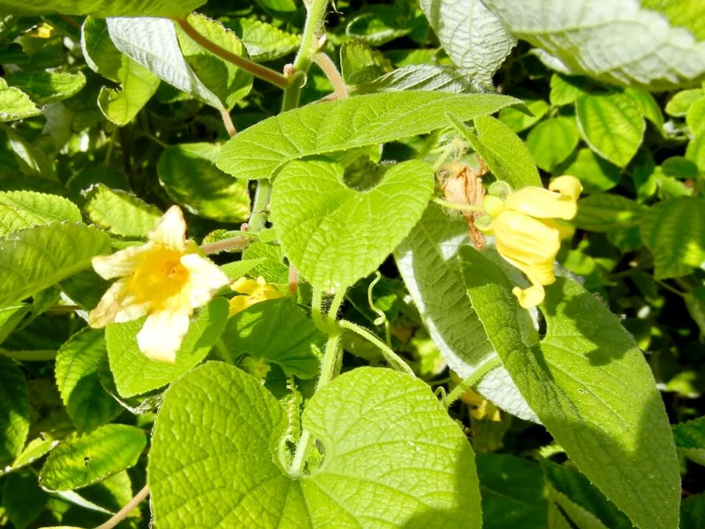 Thladiantha dubia - Online Flower Garden Cucurbitaceae Thladiantha dubia