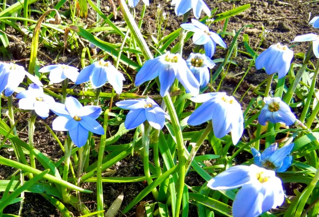 Tristagma or Ipheion'Rolf Fiedler'