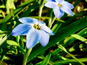 Tristagma or Ipheion 'Rolf Fiedler'