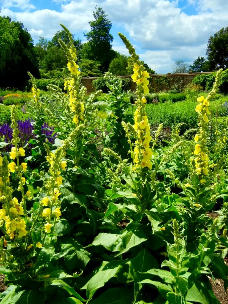 Verbascum densiflorum-1 - Online Flower Garden Verbascum densiflorum