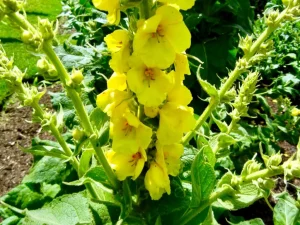 Verbascum densiflorum