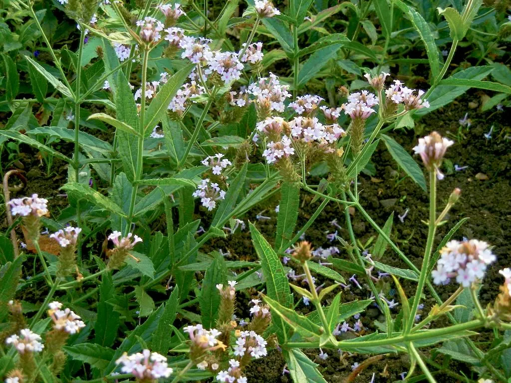 Verbena rigida'Polaris'