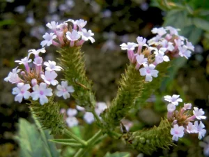 Verbena rigida 'Polaris'