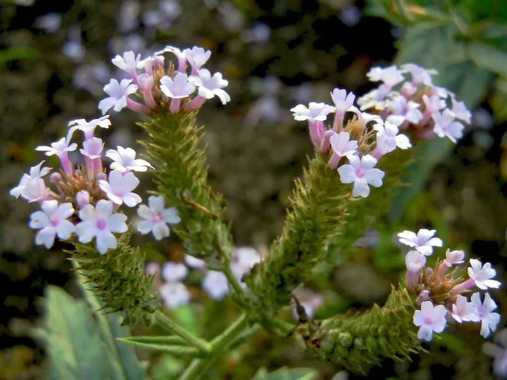 Verbena rigida 'Polaris'