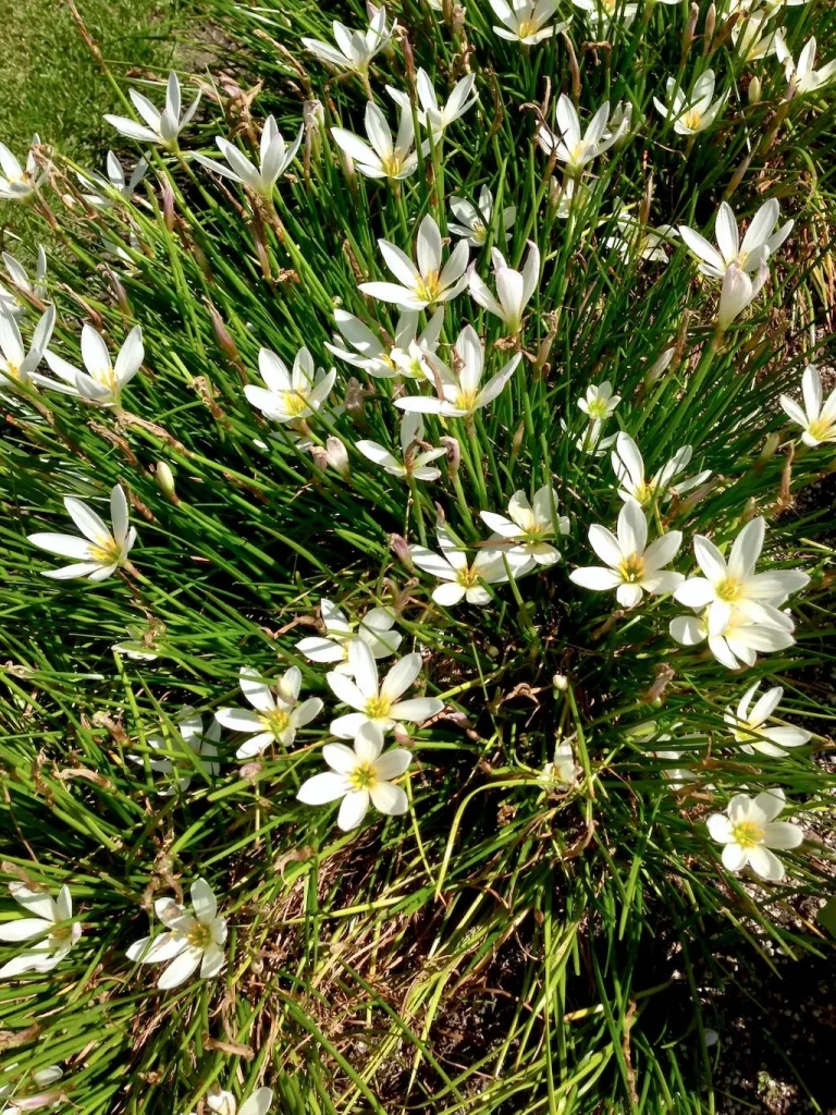 Zephyranthes candida-1 - Online Flower Garden Zephyranthes candida