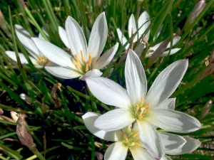 Zephyranthes candida
