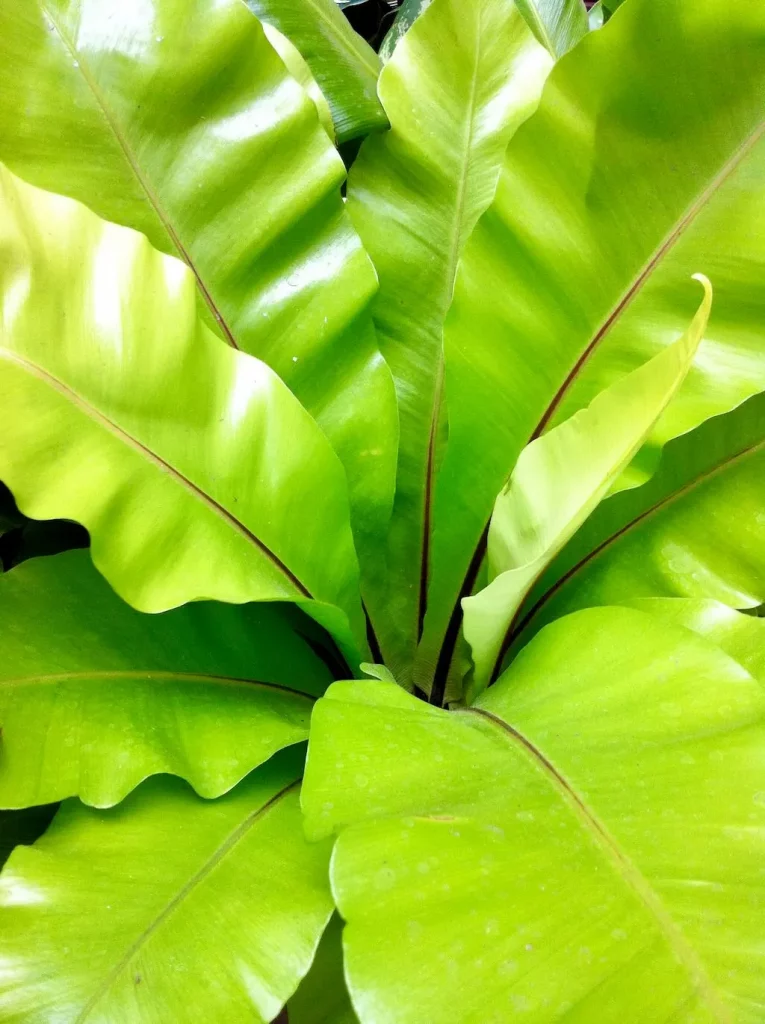 Asplenium nidus-1 - Online Flower Garden Asplenium nidus