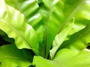 Asplenium nidus
