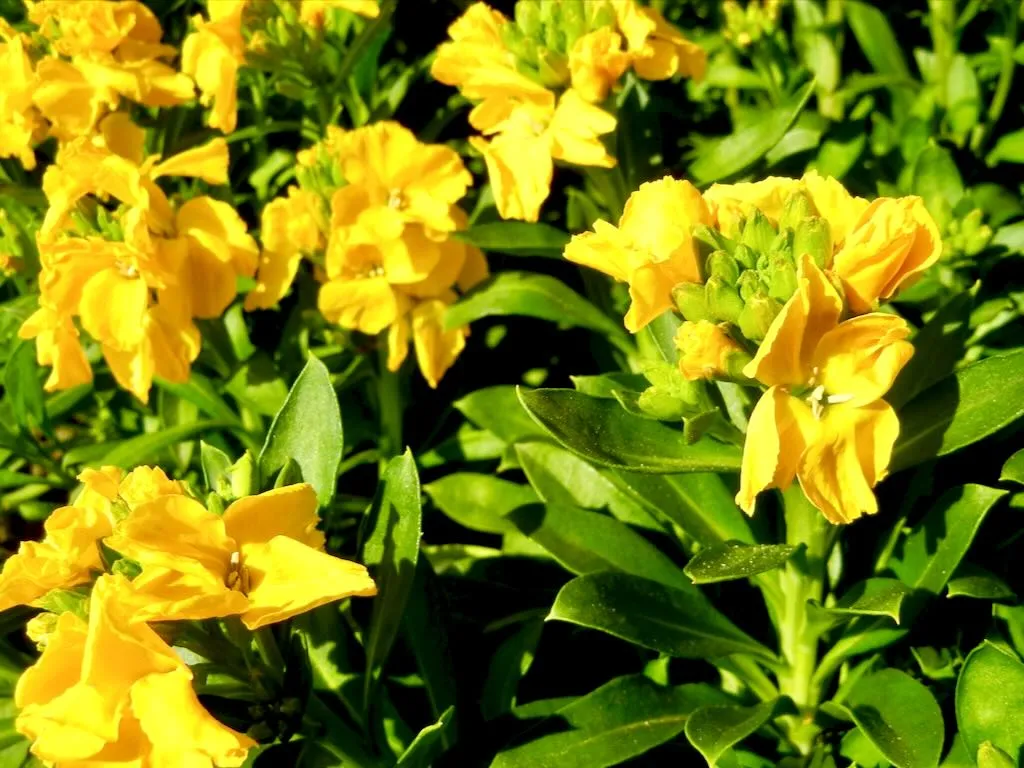 Erysimum cheiri Sunset Yellow-1 - Online Flower Garden Erysimum cheiri'Sunset Yellow'