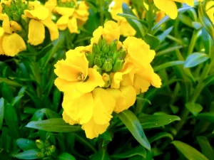 Erysimum cheiri 'Sunset Yellow'