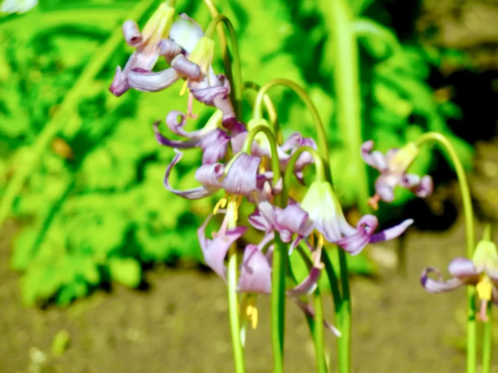 Erythronium revolutum