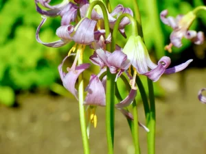Erythronium revolutum