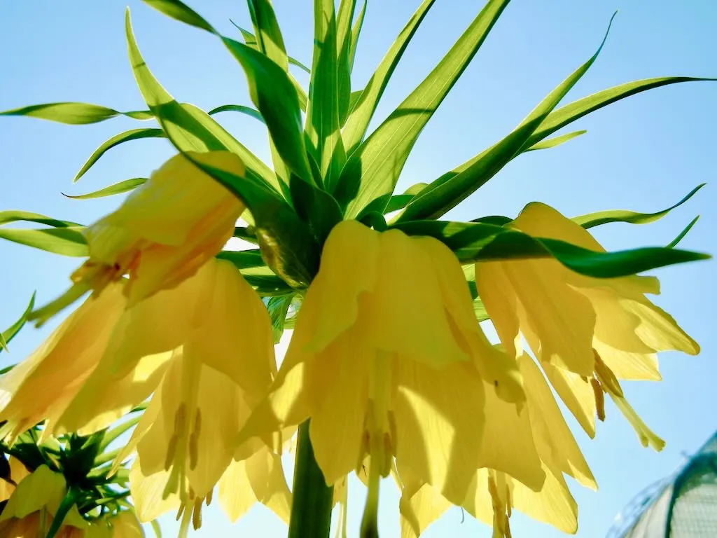 Fritillaria imperialis Lutea-1 - Online Flower Garden Fritillaria imperialis'Lutea'