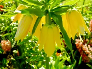 Fritillaria imperialis 'Lutea'