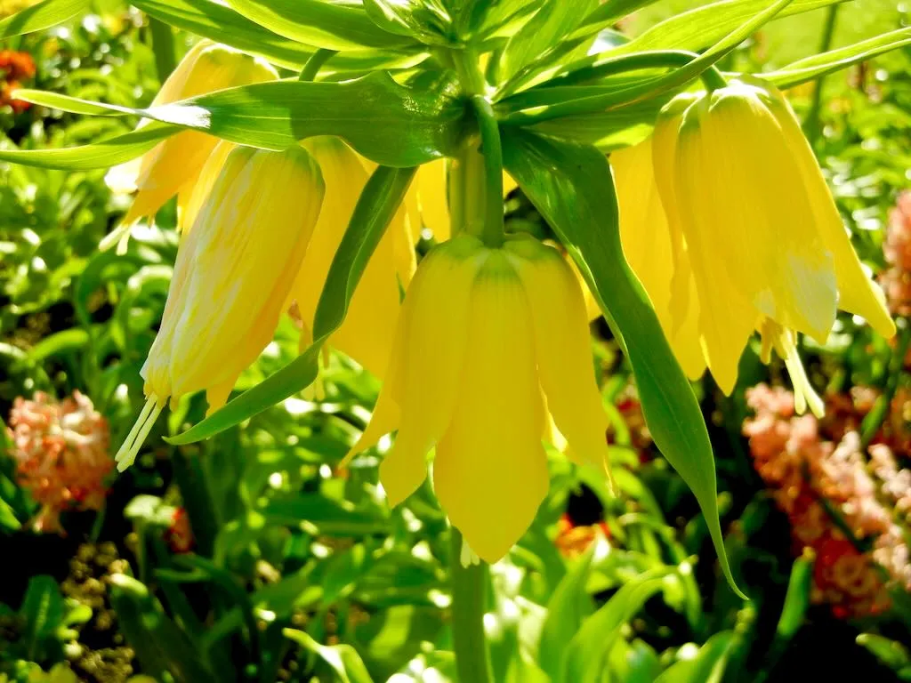 Fritillaria imperialis Lutea - Online Flower Garden Fritillaria imperialis 'Lutea'
